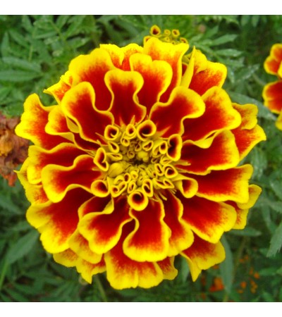 Tagete Flower Absolute