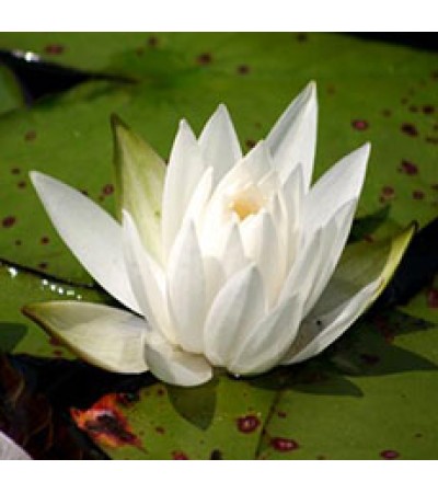 WHITE POND LILY ROOT