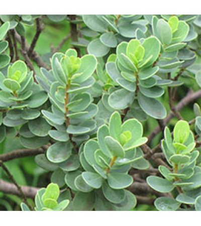 UVA URSI LEAVES WHOLE