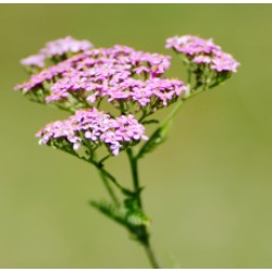 Valerian Root Floral Water