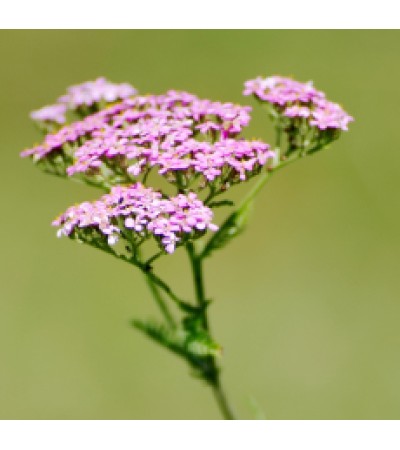 Valerian Essential Oil 5%