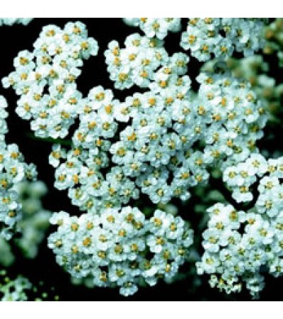 Yarrow Essential Oil Organic