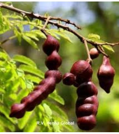 Shikakai Powder Hair Wash