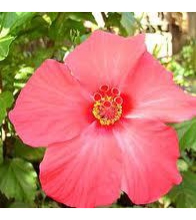 Ambrette Absolute Oil (INDIA)