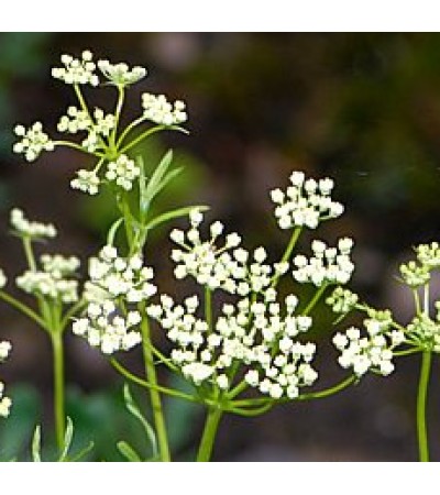 Aniseed Essential Oil (Spain)