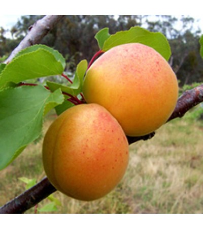 Apricot Kernel Oil 