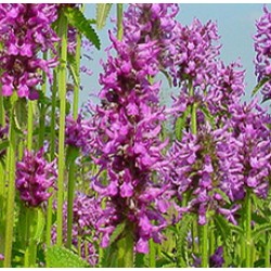 WOOD BETONY HERB