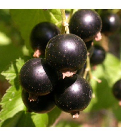 Black Current Seed Oil 14% GLA