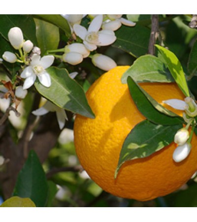 Blood Orange Floral Water
