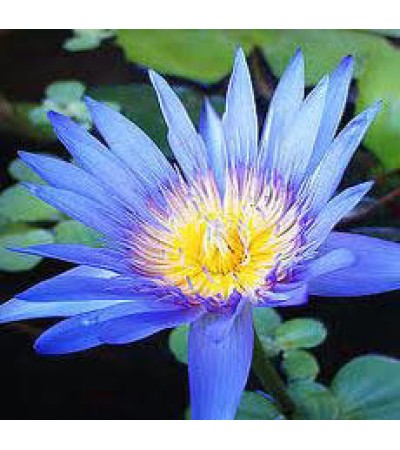 Lotus Blue Absolute Oil 5%