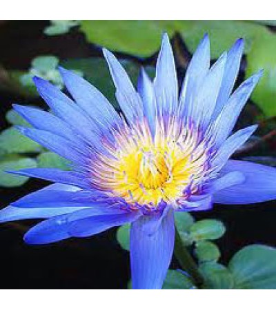 Lotus Blue Absolute Oil