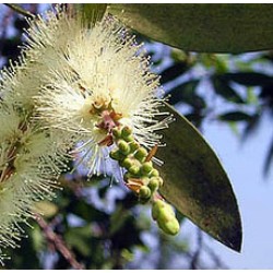 H2O Cajeput  Essential Oil