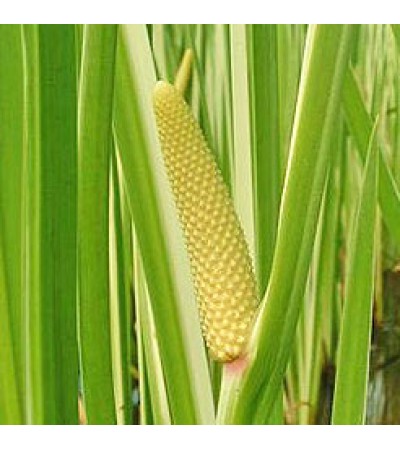 Calamus Root Essential Oil (India)