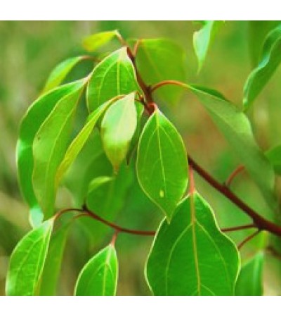 Camphor Essential Oil 