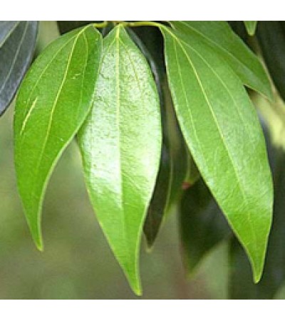 Cassia Essential Oil (China)
