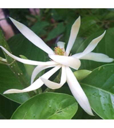 Champaka Fragrant Oil