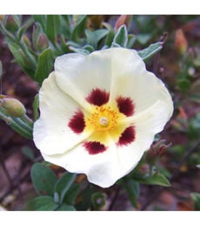 Cistus Essential Oil (France)