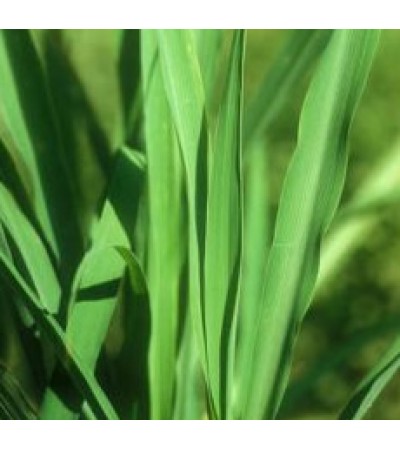 Citronella Essential Oil (Ceylon) (Shri Lanka)