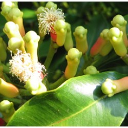 H2O Clove Essential Oil