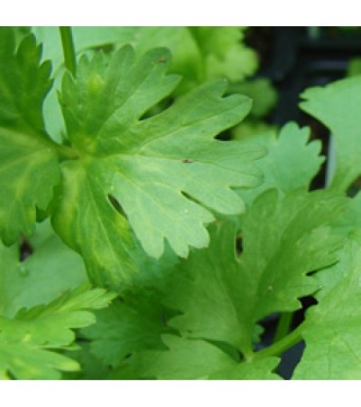 Coriander Essential Oil (Russia) ORGANIC