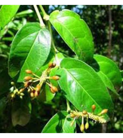 Cubeb Essential Oil (Indonesia)