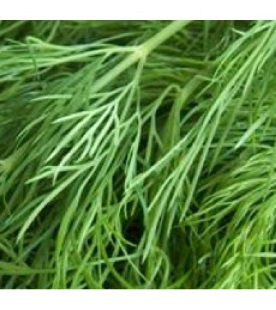 Dill Seed Essential Oil (Austria) ORGANIC