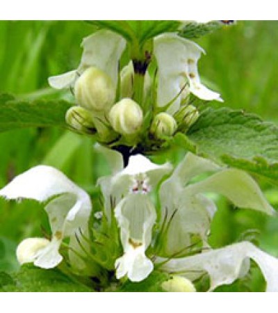 WHITE NETTLE LEAVES