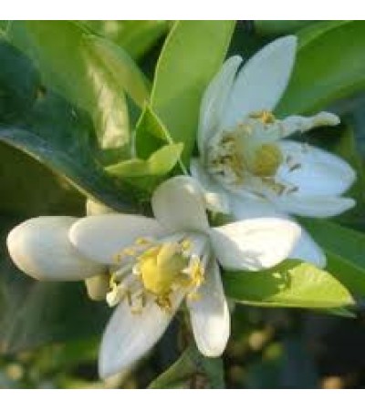 Neroli Essential Oil (India)