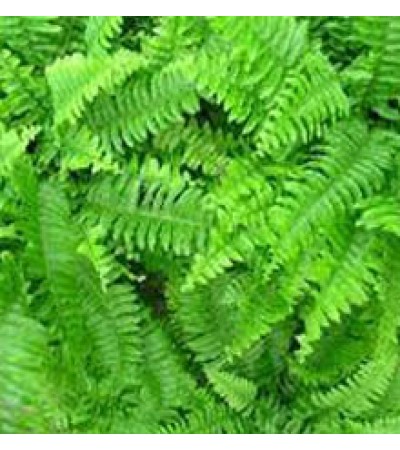 Fougere Fragrance Base