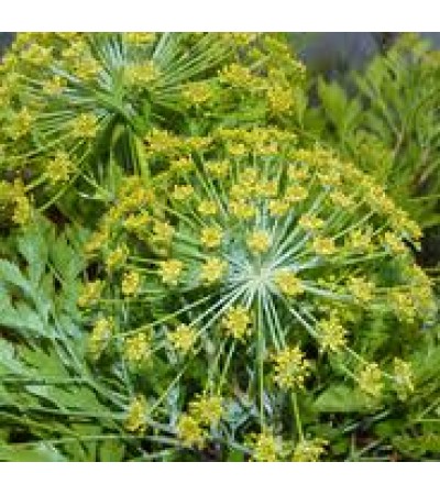 Galbanum Essential Oil (Turkey)