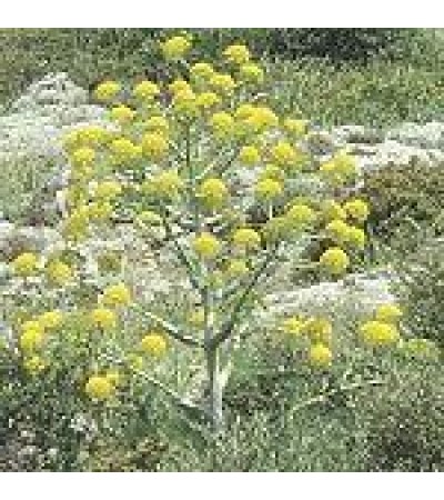 Galbanum Essential Oil 5%