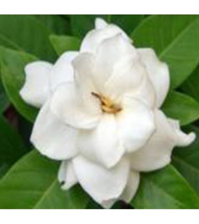 Gardenia Fragrant Oil