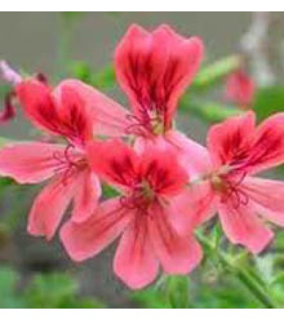 Peppermint Geranium Essential Oil (South Africa)