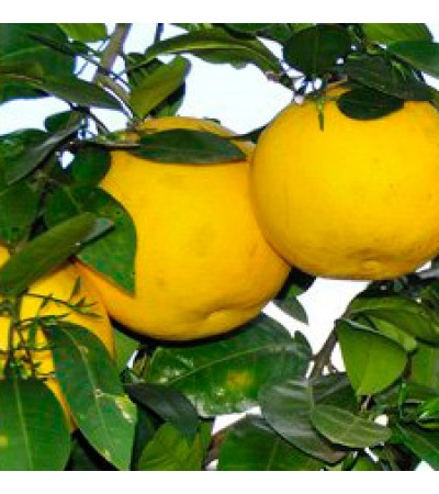 H2O Grapefruit Pink Essential Oil (USA)