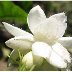 Linan Spray Jasmine