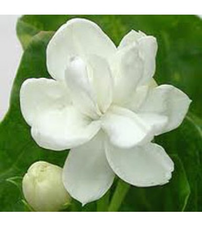 H2O Jasmine Gradiflorum Oil (India)