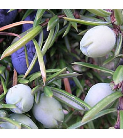 H2O Juniper Berry Oil (Slovenia)