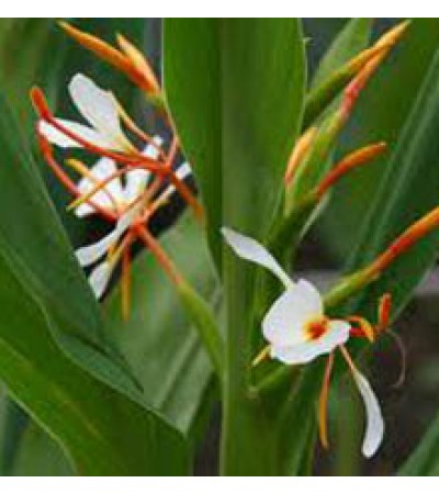 Hydechium Essential Oil (India)