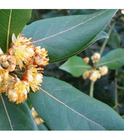 H2O Laurel Leaf Essential Oil (Spain)