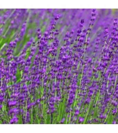 H2O  Lavender Essential Oil (Bulgarian)