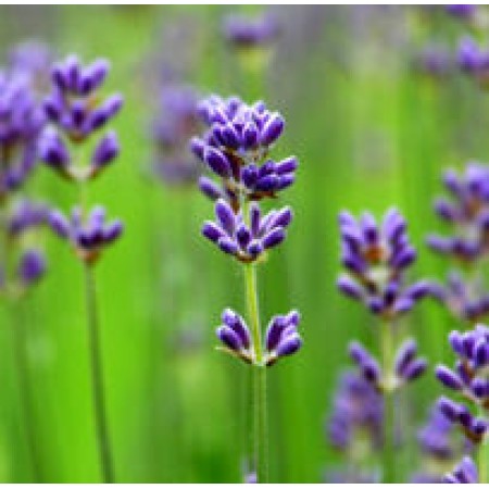 Lavender Essential Oil 40/42