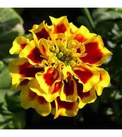 Tagetes Essential Oil