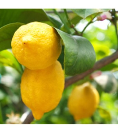 H2O Lemon Essential Oil (Italy)