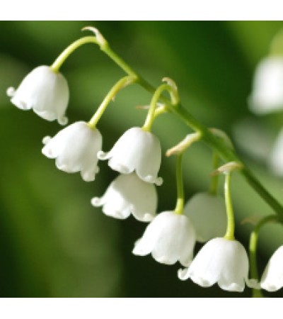 Lily Love Fragrant Oil