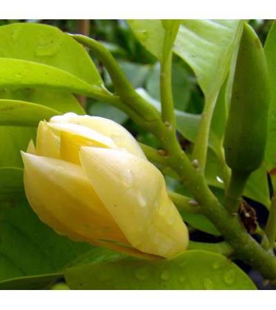 Champaca Red Absolute Oil 5%