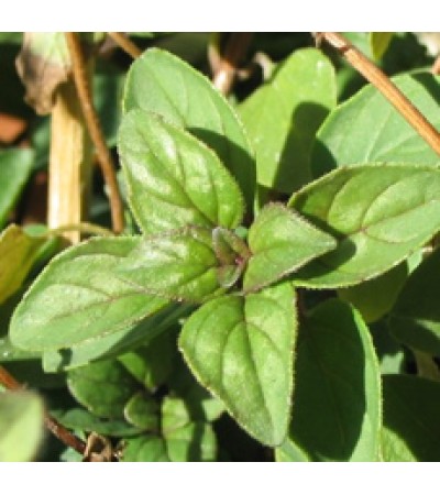 Marjoram Essential Oil (Spain)