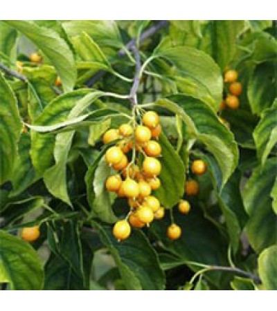 Malkangni Seed Oil (INDIA)