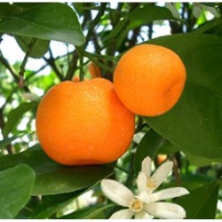 H2O Mandarin Essential Oil (Italy)