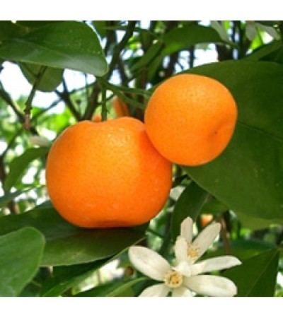 H2O Mandarin Essential Oil (Italy)