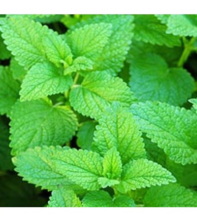 H2O Melissa Leaf Essential Oil (Rectified)